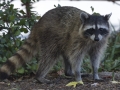 Raccoon - Cook County, Illinois