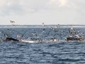 Humpback Whales feeding - Massachusetts Pelagic