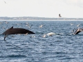 Humpback Whales diving - Massachusetts Pelagic