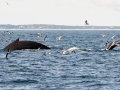 Humpback Whales diving - Massachusetts Pelagic