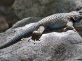 Lizard - California