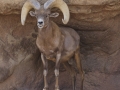 Bighorn Sheep - Arizona
