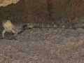 Lizard - Arizona