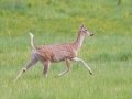 White-tailed Deer - Canada