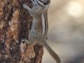 Lodgepole Chipmunk