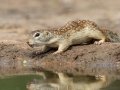 Mexican Ground Squirrel - McCook, TX