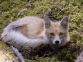 Red Fox - Canada