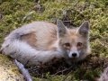 Red Fox - Canada
