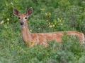 Mule Deer Doe - Wyoming