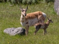 Pronghorn female with calf - Wyoming
