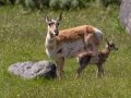 Pronghorn female with calf - Wyoming