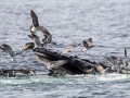 Humpback Whale feeding - Massachusetts Pelagic