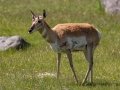 Pronghorn female  - Wyoming