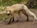 Red Fox - Canada