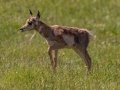 Pronghorn female  - Wyoming