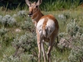 Pronghorn female  - Wyoming