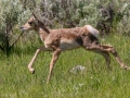 Pronghorn calf  - Wyoming