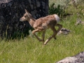 Pronghorn calf  - Wyoming