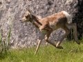 Pronghorn calf  - Wyoming