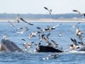 Humpback Whales feeding - Massachusetts Pelagic