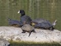 Turtles with an American Coot - Ramona, California