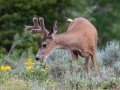 Mule Deer Buck - Wyoming