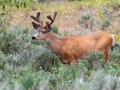Mule Deer Buck - Wyoming