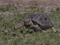 Box Turtle - Texas