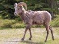 Big Horn Sheep - Canada