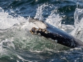 Humpback  Whale tail smack- Massachusetts Pelagic