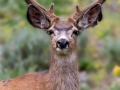 Mule Deer Buck - Wyoming