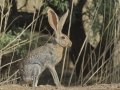 Antelope Jackrabbit - Arizona