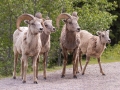 Big Horn Sheep - Canada