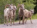 Big Horn Sheep - Canada
