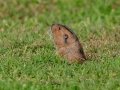 Botta's Pocket Gopher