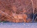Bobcat - Lake Cuyamaca State Park, California