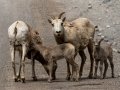 Big Horn Sheep - Canada