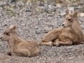 Big Horn Sheep - Canada