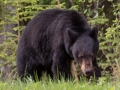 Black Bear - Canada