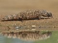 Gila Monster - Arizona