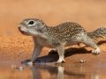 Mexican Ground Squirrel - McCook, Texas