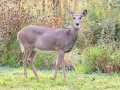 White-tailed Deer (doe) - Spring Valley Nature Center, Illinois