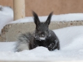 Abert's Squirrel -  Cibola NF--Sandia Crest – New Mexico