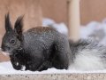 Abert's Squirrel -  Cibola NF--Sandia Crest – New Mexico