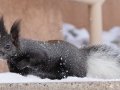 Abert's Squirrel -  Cibola NF--Sandia Crest – New Mexico