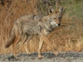 Coyote - Ramona, California