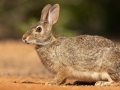 Swamp Rabbit - McCook, Texas