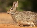 Swamp Rabbit - McCook, Texas