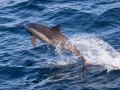 Short-beaked Common Dolphin - San Diego, California