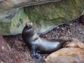Sea Lion - La Jolla Cove, California